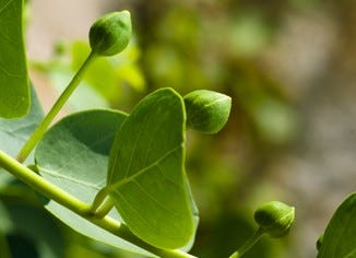 Caper Berries