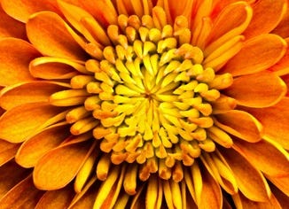 Chrysanthemum Flower Essence