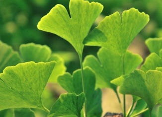 Ginkgo Leaf