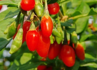 Lycium (Goji) Berry Extract