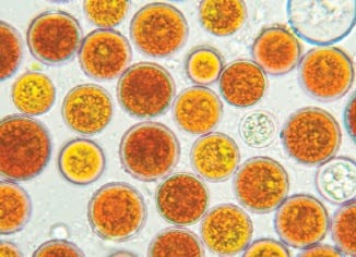 Astaxanthin (Haematococcus Algae)