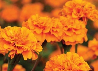 Marigold Flower Extract (Lutein/Zeaxanthin)