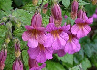 Rehmannia Root Extract