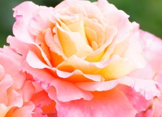 Rose Flower Essence