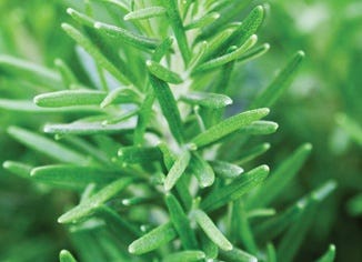 Rosemary Leaf