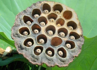 Sacred Lotus Seed Extract