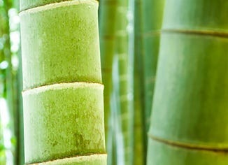 Silica (Bamboo)
