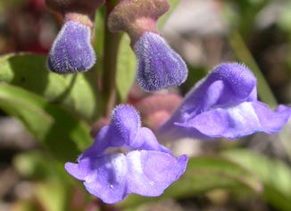 Skullcap