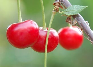 Sour Cherry