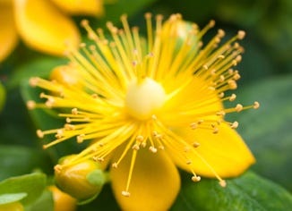 St John's Wort Flower Essence