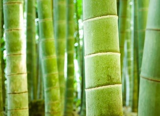 Tabasheer (Bamboo) Extract
