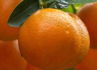 Tangerine Peel Extract
