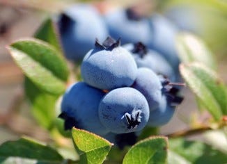 Wild Blueberry