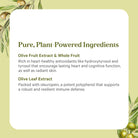 A square graphic featuring SuperPure® Olive Extract, showcasing its powerful antioxidants and polyphenols that support heart, skin, cognitive, and immune health. Olive branch illustrations accent the corners.