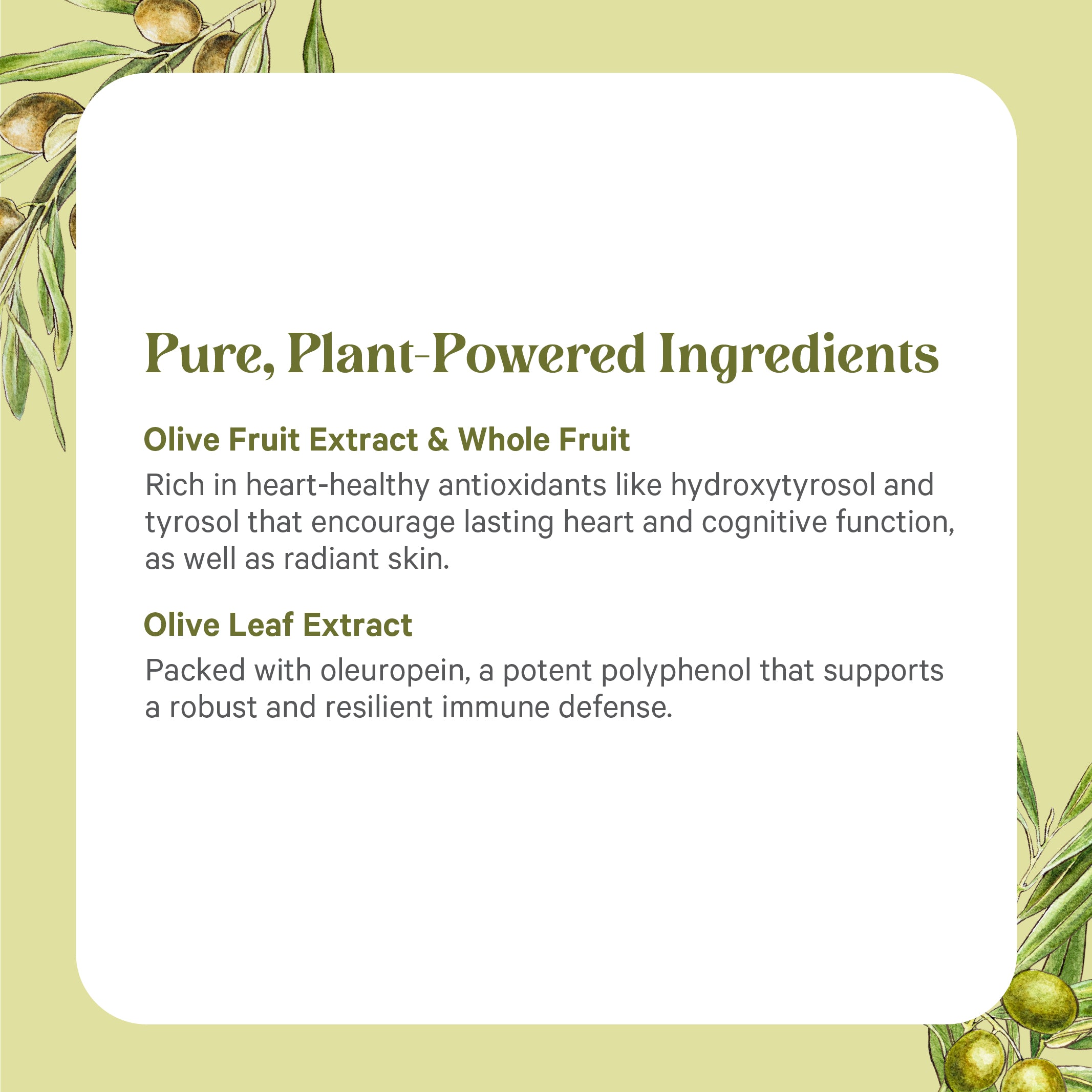 A square graphic featuring SuperPure® Olive Extract, showcasing its powerful antioxidants and polyphenols that support heart, skin, cognitive, and immune health. Olive branch illustrations accent the corners.