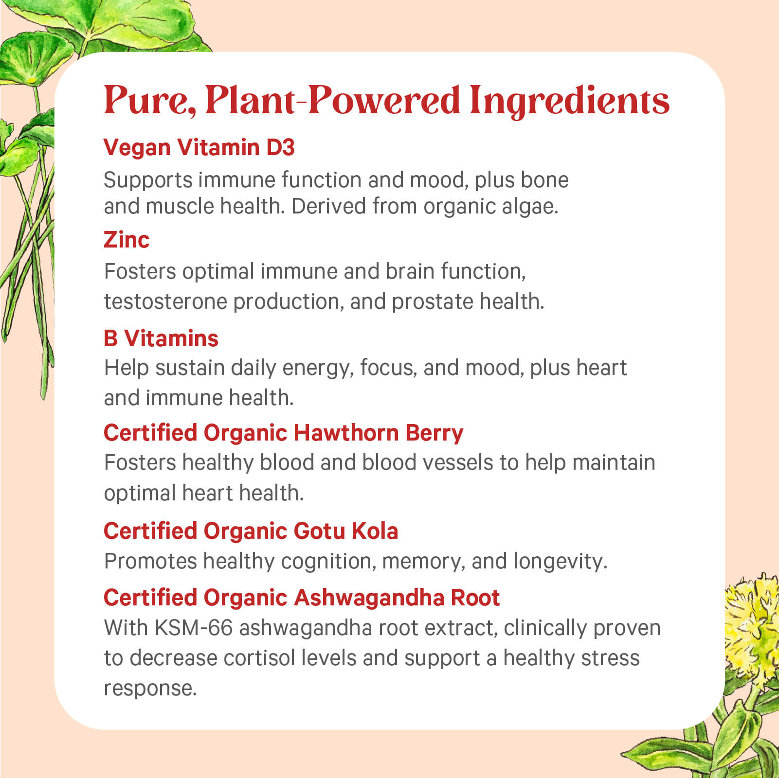 The Synergy Company’s Vita•Min•Herb® For Men features Pure, Plant-Powered Ingredients like Vegan Vitamin D3, Zinc, B Vitamins, Hawthorn Berry, Gotu Kola & Ashwagandha to support men’s mood, brain, bone, heart, and stress health.